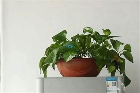 冰箱上放植物|15 種適合養在室內的植物｜種植前注意這些房間植物 